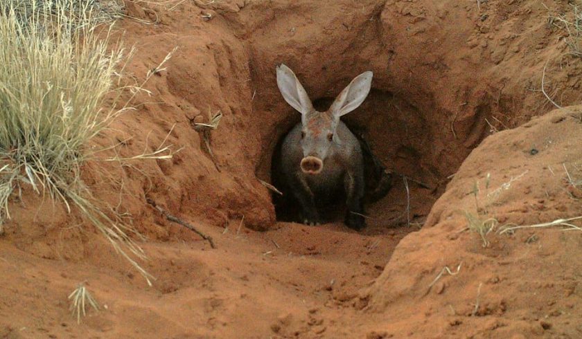 21 Awkward Facts about Aardvarks - Fact City