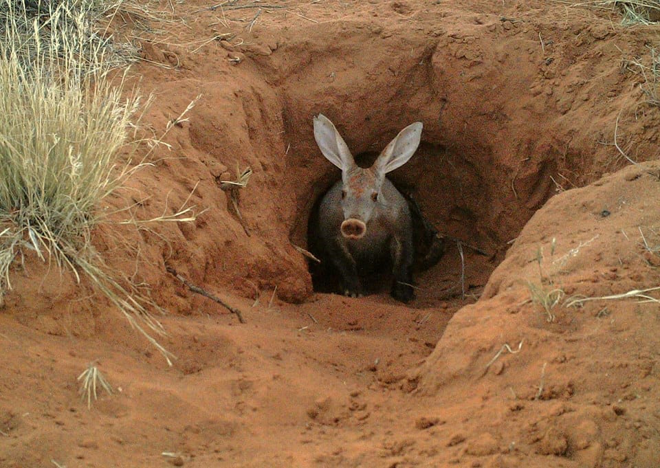 15 Awkward Facts about Aardvarks - Fact City