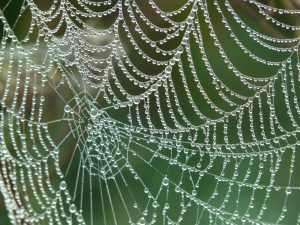 A spiders web in the morning