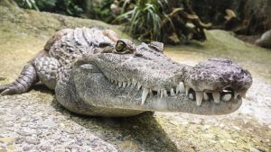 Crocodile up close!