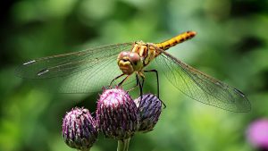 Dragonfly landed on a flower head