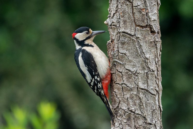 Woodpecker on a tree branch