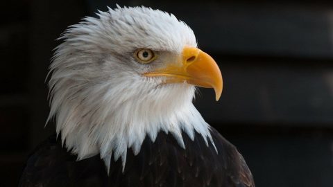 facts about Eagles