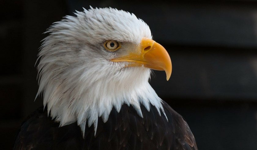 42 Essential Facts about Eagles - Facts