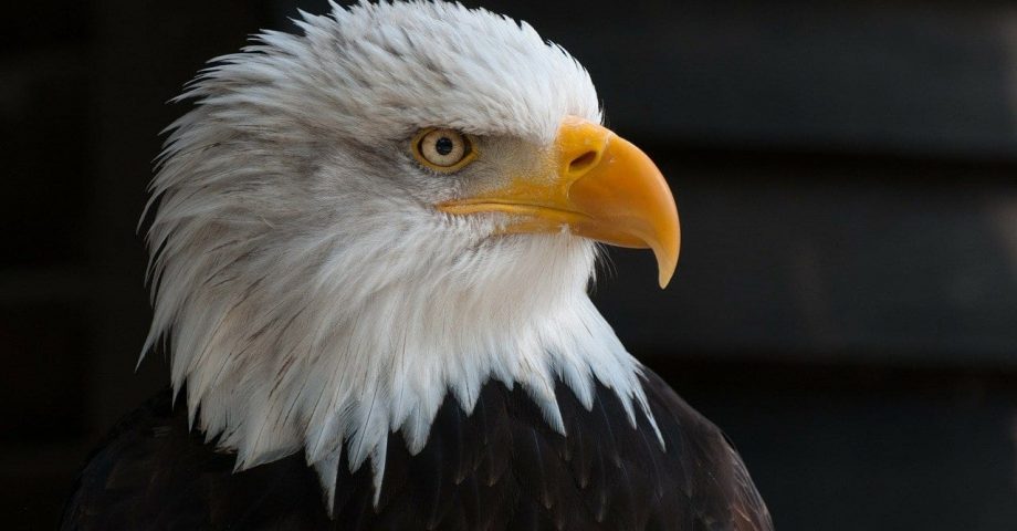 facts about Eagles