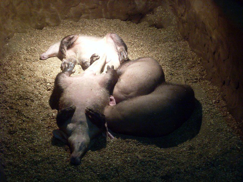 Aardvark family