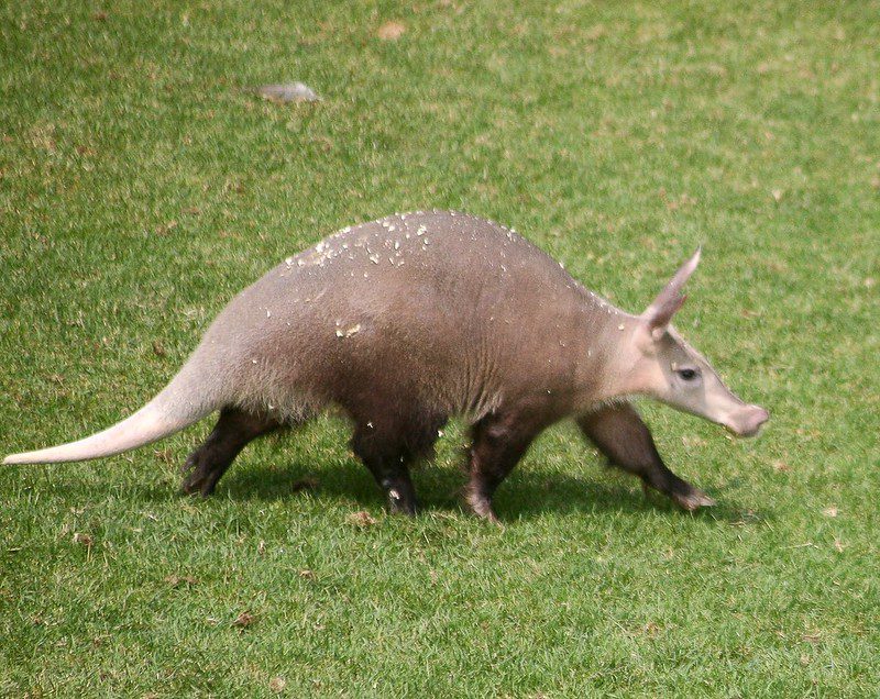 Aardvark hunting