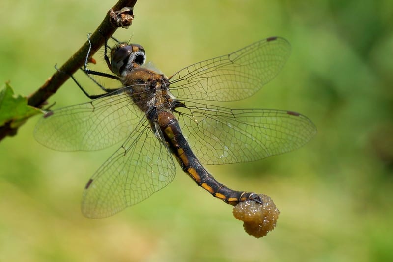 Dragonfly Producing eggs