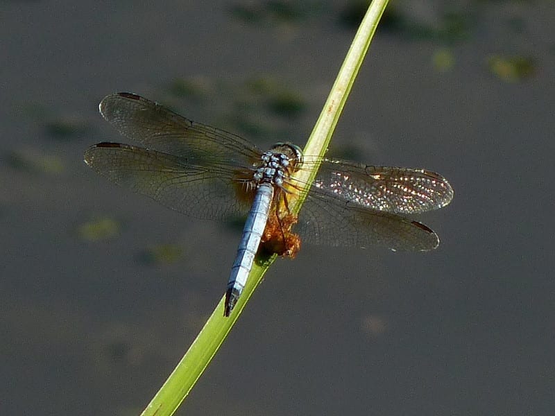 facts about dragonflies