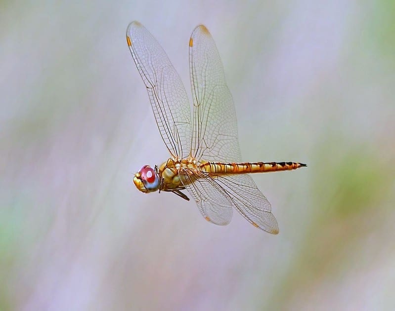 facts about dragonflies