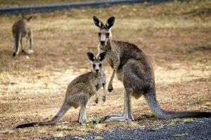 facts about queensland