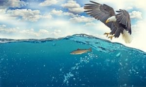 fun facts about eagles