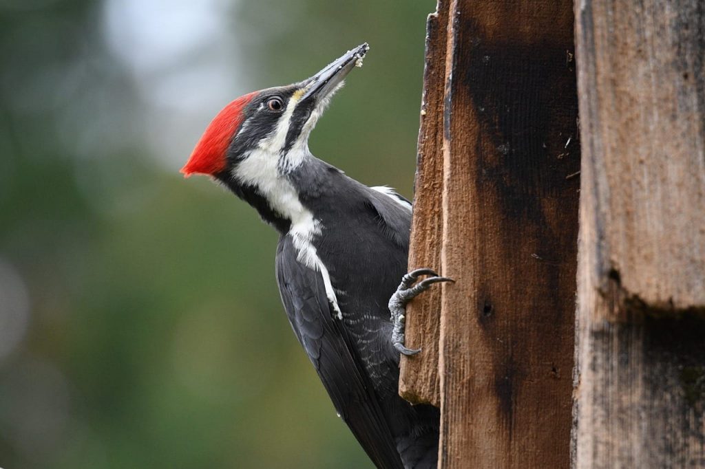 fun facts about woodpeckers