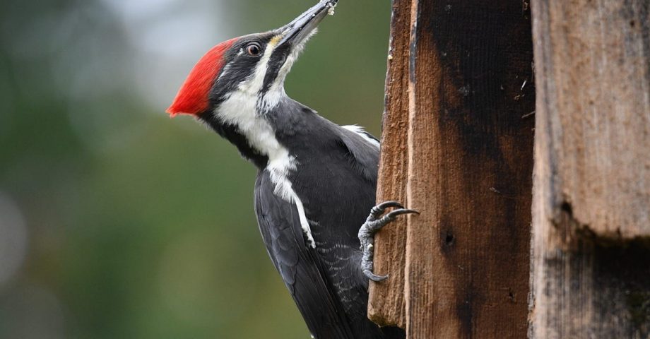 fun facts about woodpeckers