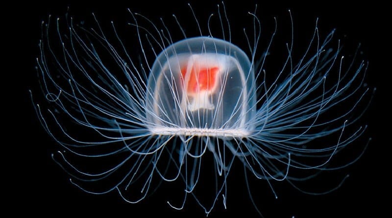 Immortal jellyfish