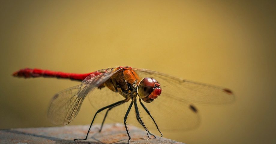 Close up of a dragonfly