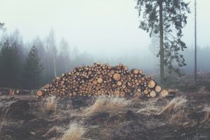 A pile of timber from deforestation and logging