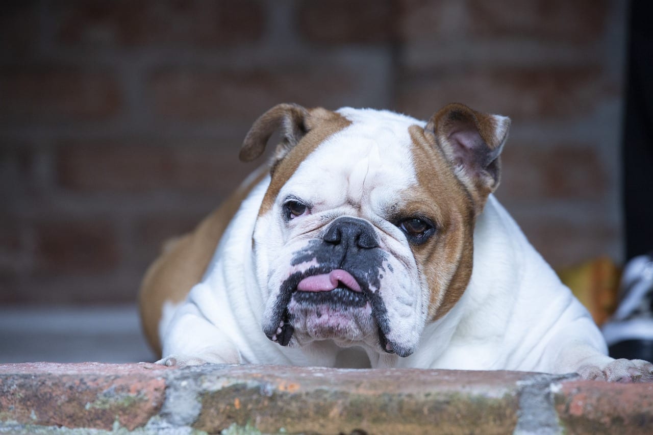 Fun British Bulldog Facts