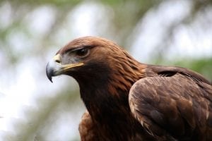 Fun Eagle Facts