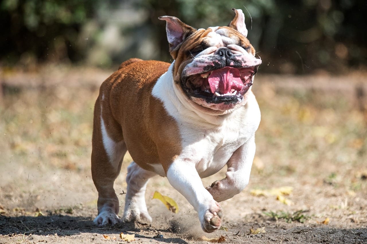 25 Badass Facts About British Bulldogs Fact City