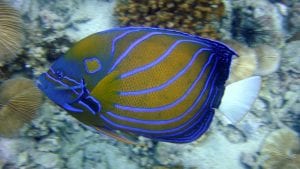 Fun facts about tropical fish