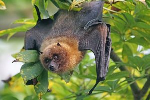 Fruit Bat