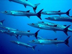 interesting facts about tropical fish