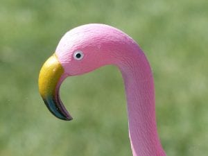 fun facts about plastic flamingos