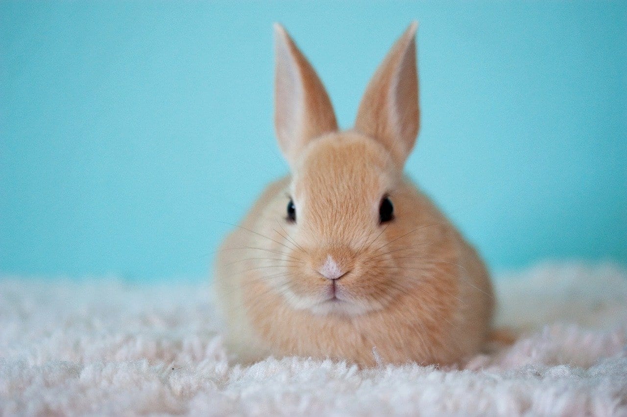 32 Remarkable Facts About Rabbits Fact City