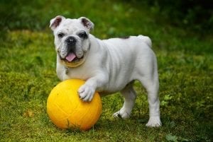 facts about british bulldogs