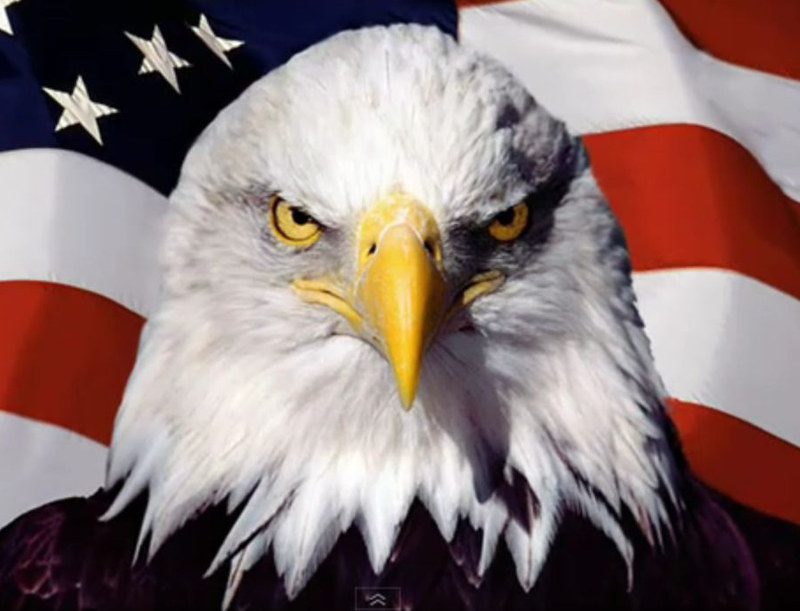 US bald eagle