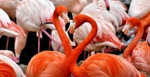 facts about flamingos