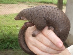 facts about pangolins