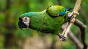 facts about parrots
