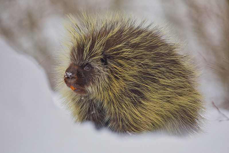 porcupine in snow