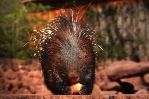 facts about porcupines