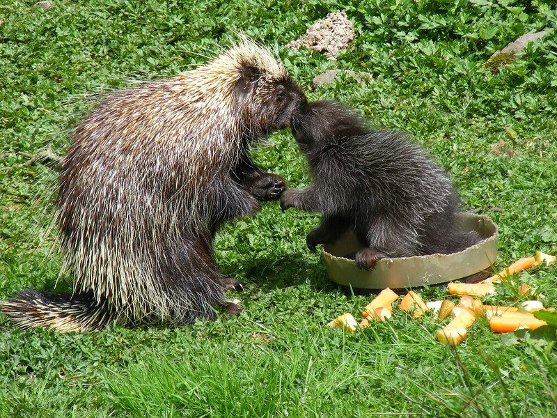 porcupine and her baby