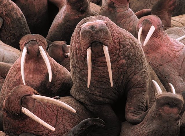 group of walruses