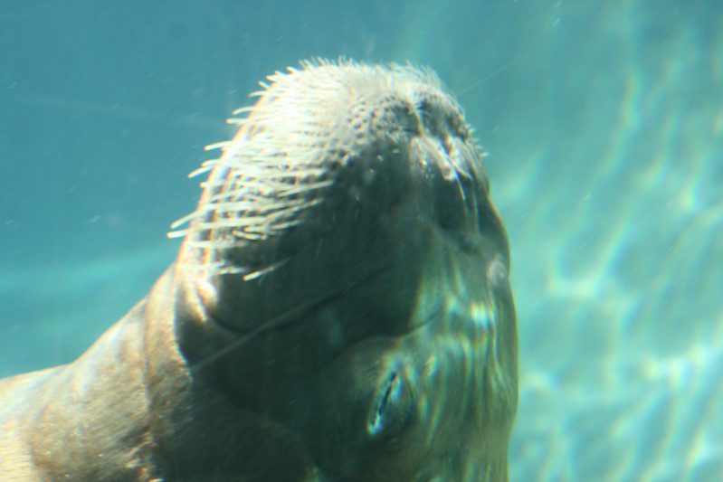 walrus underwater