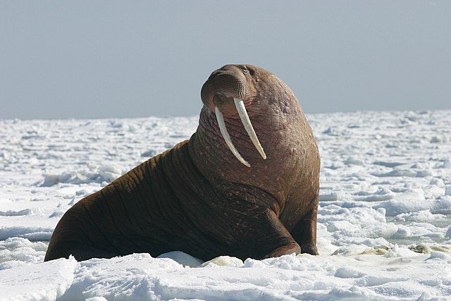 walrus teeth