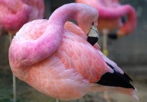 facts about the flamingo