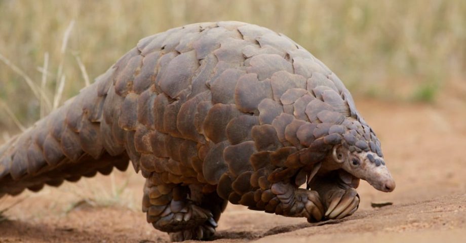 fun facts about pangolins