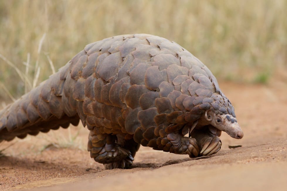 fun facts about pangolins