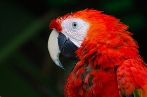 Bright red parrot 