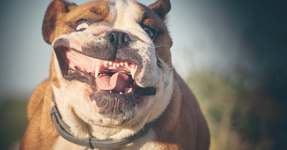 funny facts about british bulldogs
