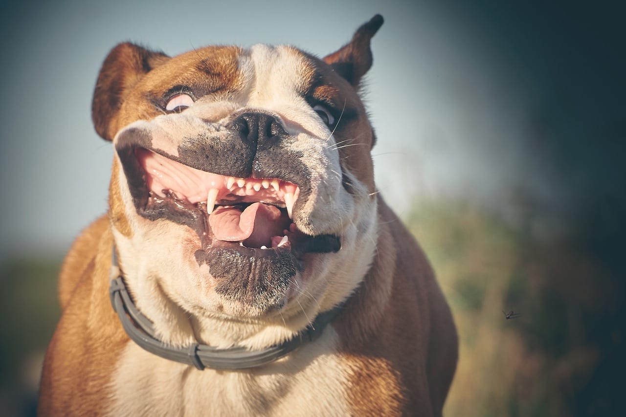 funny facts about british bulldogs