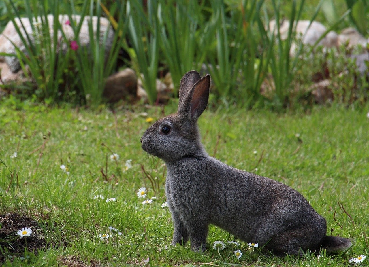 44 Remarkable Facts about Rabbits - Fact City