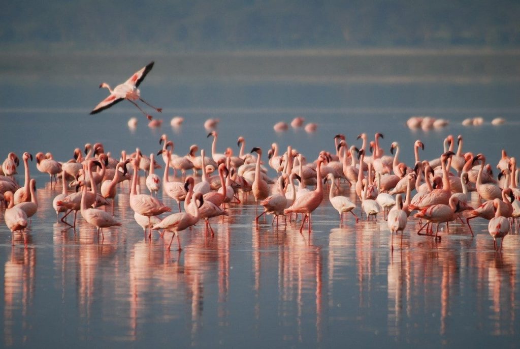 interesting facts about flamingos