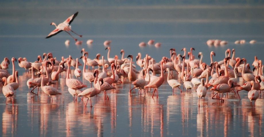 interesting facts about flamingos