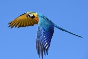 Blue and yellow parrot in flight 